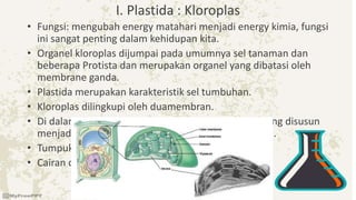I. Plastida : Kloroplas
• Fungsi: mengubah energy matahari menjadi energy kimia, fungsi
ini sangat penting dalam kehidupan kita.
• Organel kloroplas dijumpai pada umumnya sel tanaman dan
beberapa Protista dan merupakan organel yang dibatasi oleh
membrane ganda.
• Plastida merupakan karakteristik sel tumbuhan.
• Kloroplas dilingkupi oleh duamembran.
• Di dalam kloroplaster dapat sistem membran lain yang disusun
menjadi kantung-kantung pipih yang disebut tilakoid.
• Tumpukan tilakoid disebut grana
• Cairan diluar tilakoid disebut stroma
 
