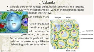 J. Vakuola
• Vakuola berbentuk rongga bulat, berisi senyawa kimia tertentu
atau sisa produk metabolisme sel, yang mengandung berbagai
macam zat sesuai pada jenis selnya.
• Vakuola terdiri dari vakuola makanan, vakuola kontraktil dan
vakuola sentral.
• Vakuola sentral hanya terdapat pada sel tumbuhan dewasa.
• Dibungkus oleh membran yang disebut tonoplas.
• Vakuola sentral sel tumbuhan berfungsi dalam penyimpanan,
pembuangan limbah, pertumbuhan sel dan perlindungan.
• Perbedaan vakuola pada sel tumbuhan dengan sel hewan
terletak pada ukurannya. Ukuran vakuola sel hewan lebih besar
disbanding pada sel tumbuhan.
 