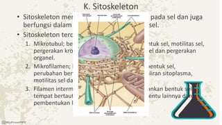 K. Sitoskeleton
• Sitoskeleton memberi tumpuan structural pada sel dan juga
berfungsi dalam motilitas dan pengaturansel.
• Sitoskeleton terdiri dari :
1. Mikrotubul; berfungsi mempertahankan bentuk sel, motilitas sel,
pergerakan kromosom dalam pembelahan sel dan pergerakan
organel.
2. Mikrofilamen; berfungsi mempertahankan bentuk sel,
perubahan bentuk sel, kontraksi otot, pengaliran sitoplasma,
motilitas sel dan pembelahan sel.
3. Filamen intermediet; berfungsi mempertahankan bentuk sel,
tempat bertautnya nukleus dan organel tertentu lainnya dan
pembentukan lamina nukleus.
 