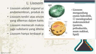 L. Lisosom dan Peroksisom
• Lisosom adalah organel yang termasuk dalam system
endomembran, produk dari ER kasar dan Golgi apparatus.
• Lisosom terdiri atas enzim-enzim pencernaan(hidrolitik)
yang dikemas dalam kantung bermembran
• Lisosom memecah makromolekul sel untuk daur ulang dan
juga substansi yang ditelan oleh fagositosis.
• Lisosom hanya terdapat pada sel hewan
 