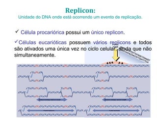 Replicon:
Unidade do DNA onde está ocorrendo um evento de replicação.
 Célula procariórica possui um único replicon.
Células eucarióticas possuem vários replicons e todos
são ativados uma única vez no ciclo celular, ainda que não
simultaneamente.
 