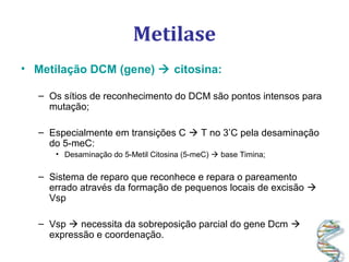 Metilase
• Metilação DCM (gene)  citosina:
– Os sítios de reconhecimento do DCM são pontos intensos para
mutação;
– Especialmente em transições C  T no 3’C pela desaminação
do 5-meC:
• Desaminação do 5-Metil Citosina (5-meC)  base Timina;
– Sistema de reparo que reconhece e repara o pareamento
errado através da formação de pequenos locais de excisão 
Vsp
– Vsp  necessita da sobreposição parcial do gene Dcm 
expressão e coordenação.
 