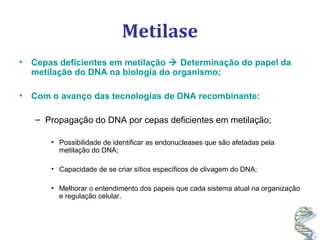Metilase
• Cepas deficientes em metilação  Determinação do papel da
metilação do DNA na biologia do organismo;
• Com o avanço das tecnologias de DNA recombinante:
– Propagação do DNA por cepas deficientes em metilação;
• Possibilidade de identificar as endonucleases que são afetadas pela
metilação do DNA;
• Capacidade de se criar sítios específicos de clivagem do DNA;
• Melhorar o entendimento dos papeis que cada sistema atual na organização
e regulação celular.
 