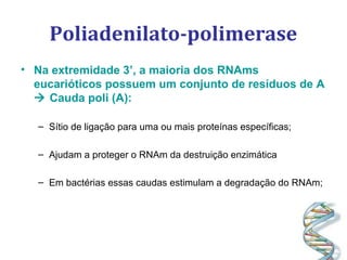 Poliadenilato-polimerase
• Na extremidade 3’, a maioria dos RNAms
eucarióticos possuem um conjunto de resíduos de A
 Cauda poli (A):
– Sítio de ligação para uma ou mais proteínas específicas;
– Ajudam a proteger o RNAm da destruição enzimática
– Em bactérias essas caudas estimulam a degradação do RNAm;
 