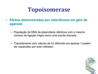 Topoisomerase
• Efeitos demonstrados por eletroforese em géis de
agarose:
– População de DNA de plasmídeos idênticos com o mesmo
número de ligação migra como uma banda discreta;
– Topoisômeros com valores de Lk diferindo em apenas 1 podem
ser separados por este métodos.
 
