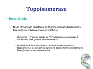 Topoisomerase
• Importância:
– Duas classes de inibidores de topoisomerases bacterianas
foram desenvolvidos como antibióticos:
• Cumarinas  Inibem a ligação de ATP a topoisomerases do tipo II
bacterianas, DNA girase e topoisomerase IV;
• Quinolonas  Atuam bloqueando a última etapa da reação da
topoisomerase, a soldagem da quebra na cadeia de DNA (inibidores da
DNA girase e da topoisomerase IV);
 
