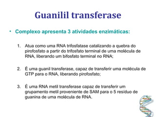 Guanilil transferase
• Complexo apresenta 3 atividades enzimáticas:
1. Atua como uma RNA trifosfatase catalizando a quebra do
pirofosfato a partir do trifosfato terminal de uma molécula de
RNA, liberando um bifosfato terminal no RNA;
2. É uma guanil transferase, capaz de transferir uma molécula de
GTP para o RNA, liberando pirofosfato;
3. É uma RNA metil transferase capaz de transferir um
grupamento metil proveniente de SAM para o 5 resíduo de
guanina de uma molécula de RNA.
 