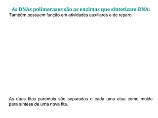As DNAs polimerases são as enzimas que sintetizam DNA:
Também possuem função em atividades auxiliares e de reparo.
As duas fitas parentais são separadas e cada uma atua como molde
para síntese de uma nova fita.
 