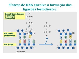 Síntese de DNA envolve a formação das
ligações fosfodiéster:
 