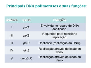 Principais DNA polimerases e suas funções:
ENZIMAENZIMA GENEGENE FUNÇÃOFUNÇÃO
I polA
Envolvida no reparo de DNA
danificado.
II polB
Requerida para reiniciar a
replicação.
III polC Replicase (replicação do DNA).
IV dinB
Replicação através de lesão ou
dano.
V umuD’2C Replicação através de lesão ou
dano.
 
