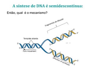 Então, qual é o mecanismo?
Fragmentos de Okazaki
A síntese de DNA é semidescontínua:
 