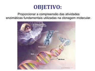 Proporcionar a compreensão das atividades
enzimáticas fundamentais utilizadas na clonagem molecular.
OBJETIVO:
 