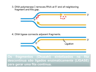 Os fragmentos (Okazaki) sintetizados na fita
descontínua são ligados enzimaticamente (LIGASE)
para gerar uma fita contínua.
Os fragmentos (Okazaki) sintetizados na fita
descontínua são ligados enzimaticamente (LIGASE)
para gerar uma fita contínua.
 