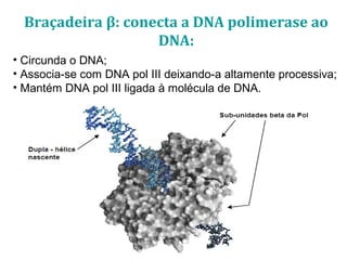 • Circunda o DNA;
• Associa-se com DNA pol III deixando-a altamente processiva;
• Mantém DNA pol III ligada à molécula de DNA.
Braçadeira β: conecta a DNA polimerase ao
DNA:
 