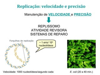 Velocidade: 1000 nucleotídeos/segundo cada
Manutenção de VELOCIDADE e PRECISÃO
REPLISSOMO
ATIVIDADE REVISORA
SISTEMAS DE REPARO
E. coli (20 a 40 min.)
~ 1 erro/ 109
nucleotídeos
Replicação: velocidade e precisão
 