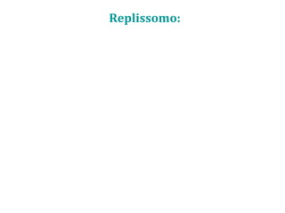 Replissomo:
 