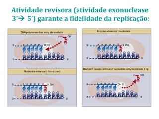 Atividade revisora (atividade exonuclease
3’ 5’) garante a fidelidade da replicação:
 