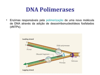 DNA Polimerases
• Enzimas responsáveis pela polimerização de uma nova molécula
de DNA através da adição de desoxirribonucleotídeos fosfatados
(dNTPs).
 