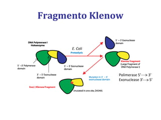 Fragmento Klenow
Polimerase 5’ 3’
Exonuclease 3’ 5’
E. Coli
 