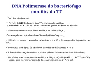 DNA Polimerase do bacteriófago
modificado T7
• Complexo de duas ptns:
1) Produto de 84 kDa do gene 5 do T7 – propriedade catalítica;
2) Tireodoxina da E. Coli de 12 kDa – conecta o gene 5 ao molde do iniciador.
• Polimerização de milhares de nucleotídeos sem dissoaciação;
•Taxa de polimerização de mais de 300 nucleotídeos/segundo;
• Utilizado no preparo de sondas radioativas e amplificação de grandes fragmentos de
DNA;
• Identificado uma região de 28 aa com atividade de exonuclease 3’  5’;
• A deleção desta região aumenta a taxa de polimerização e de mutação espontânea;
• Alta eficiência em incorporar nucleotídeos análogos (5’(α-thio)-dNTPs, dc7-GTP ou dITP)
usados para melhorar a resolução do sequenciamento de DNA no gel.
 