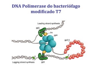 DNA Polimerase do bacteriófago
modificado T7
 