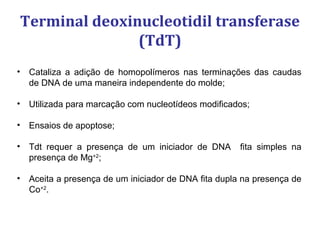 Terminal deoxinucleotidil transferase
(TdT)
• Cataliza a adição de homopolímeros nas terminações das caudas
de DNA de uma maneira independente do molde;
• Utilizada para marcação com nucleotídeos modificados;
• Ensaios de apoptose;
• Tdt requer a presença de um iniciador de DNA fita simples na
presença de Mg+2
;
• Aceita a presença de um iniciador de DNA fita dupla na presença de
Co+2
.
 