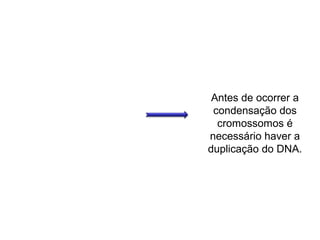 Antes de ocorrer a
condensação dos
cromossomos é
necessário haver a
duplicação do DNA.
 