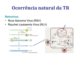 Ocorrência natural da TR
Retrovírus
• Rous Sarcoma Virus (RSV)
• Raucher Leukaemia Virus (RLV)
 