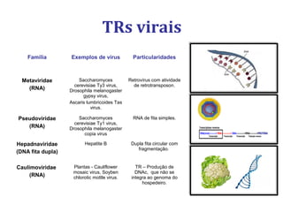TRs virais
Família Exemplos de vírus Particularidades
Metaviridae
(RNA)
Saccharomyces
cerevisiae Ty3 virus,
Drosophila melanogaster
gypsy virus,
Ascaris lumbricoides Tas
virus.
Retrovírus com atividade
de retrotransposon.
Pseudoviridae
(RNA)
Saccharomyces
cerevisiae Ty1 virus,
Drosophila melanogaster
copia virus
RNA de fita simples.
Hepadnaviridae
(DNA fita dupla)
Hepatite B Dupla fita circular com
fragmentação.
Caulimoviridae
(RNA)
Plantas - Cauliflower
mosaic virus, Soyben
chlorotic mottle virus.
TR – Produção de
DNAc, que não se
integra ao genoma do
hospedeiro.
 