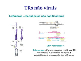 TRs não virais
Telômeros – Sequências não codificadoras
Telomerase – Enzima composta por RNA e TR
que introduz nucleotídeos na região 3’
possibilitando a reconstrução dos telômeros.
DNA Polimerase?
 