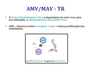 AMV/MAV - TR
• O Avian Myeoloblastosis Virus é dependente de outro vírus para
sua replicação, o Myeoloblastosis Associated Virus;
• AMV - Genoma contem oncogene v-myb = intensa proliferação dos
mieloblastos.
α =RT e RNase H- Fragmenta = RNase H
RT
 