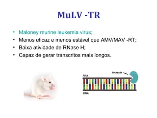 MuLV -TR
• Maloney murine leukemia virus;
• Menos eficaz e menos estável que AMV/MAV -RT;
• Baixa atividade de RNase H;
• Capaz de gerar transcritos mais longos.
 