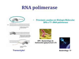 RNA polimerase
• Principais usadas em Biologia Molecular:
SP6 e T7- RNA polimerase
SP6 - Bacteriófago da
Salmonella typhymurium LT2
Bacteriófago T7Transcrição!
 