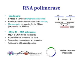 • Usada para:
- Síntese in vitro de transcritos anti-senso;
- Produção de RNAs marcados com sondas;
- Mapeamento com proteção de RNase
(expressão de RNAm).
• SP6 e T7 – RNA polimerase
- Mg2+ e DNA molde fita dupla;
- Espermidina e albumina de soro;
- Transcritos downstream ao promotor;
- Transcreve até a cauda poli-A.
RNA polimerase
Modelo deve ser
linearizado
 