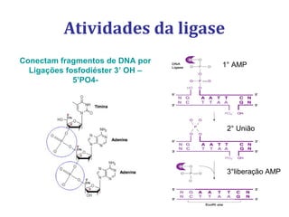 Atividades da ligase
Conectam fragmentos de DNA por
Ligações fosfodiéster 3’ OH –
5’PO4-
1° AMP
2° União
3°liberação AMP
 