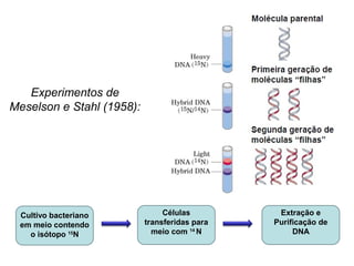 Cultivo bacteriano
em meio contendo
o isótopo 15
N
Células
transferidas para
meio com 14
N
Extração e
Purificação de
DNA
Experimentos de
Meselson e Stahl (1958):
 