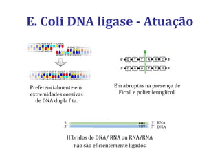 E. Coli DNA ligase - Atuação
Preferencialmente em
extremidades coesivas
de DNA dupla fita.
Em abruptas na presença de
Ficoll e polietilenoglicol.
Híbridos de DNA/ RNA ou RNA/RNA
não são eficientemente ligados.
 