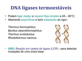 DNA ligases termoestáveis
• Podem ligar duplex e reparar fitas simples a 45 – 80°C;
• Altamente específicas e bem adaptadas ao rigor;
Thermus thermophilus;
Bacillus stearothermophilus;
Thermus scotoductus;
Rhodothermus marinus.
• USO: Reação em cadeia da ligase (LCR) - para detectar
mutações de uma única base.
 