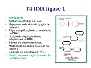 T4 RNA ligase 1
• Aplicações:
- Análise da estrutura do RNA;
- Mapeamento de sítios de ligação de
proteínas;
- Rápida amplificação de extremidades
de DNAc;
- Ligação de oligonuceotídeos
adaptadores no DNAc;
- Síntese de oligonucleotídeos;
- Modificação de ácidos nucléicos na
região 5’;
- Extensão de iniciadores na PCR;
- Usada na circularização de moléculas
de RNA e DNA.
 