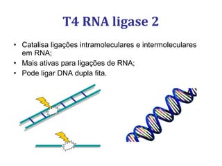 • Catalisa ligações intramoleculares e intermoleculares
em RNA;
• Mais ativas para ligações de RNA;
• Pode ligar DNA dupla fita.
T4 RNA ligase 2
 