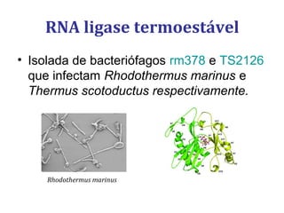 RNA ligase termoestável
• Isolada de bacteriófagos rm378 e TS2126
que infectam Rhodothermus marinus e
Thermus scotoductus respectivamente.
Rhodothermus marinus
 