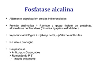 Fosfatase alcalina
• Altamente expressa em células indiferenciadas
• Função enzimática > Remove o grupo fosfato de proteínas,
alcalóides e nucleotídeos (hidrolisa ligações fosfodiéster)
• Importância biológica > Upkeep de Pi, Uptake de moléculas
• No leite e produção
• Em pesquisa
> Anticorpos Conjugados
> Remoção do P 5’
– Impede anelamento
 