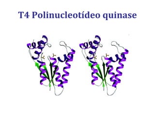 T4 Polinucleotídeo quinase
 