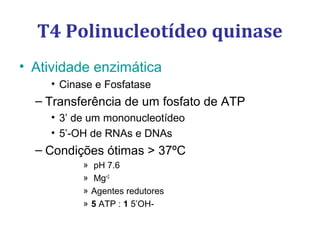 • Atividade enzimática
• Cinase e Fosfatase
– Transferência de um fosfato de ATP
• 3’ de um mononucleotídeo
• 5’-OH de RNAs e DNAs
– Condições ótimas > 37ºC
» pH 7.6
» Mg+2
» Agentes redutores
» 5 ATP : 1 5’OH-
T4 Polinucleotídeo quinase
 