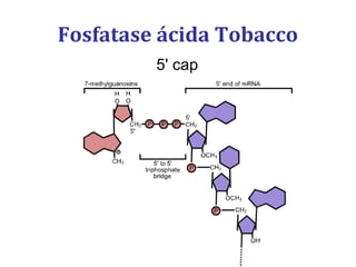 Fosfatase ácida Tobacco
5' cap
 