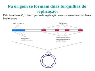 Na origem se formam duas forquilhas de
replicação:
Estrutura da oriC, o único ponto de replicação em cromossomos circulares
bacterianos.
 