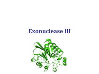 Exonuclease III
 