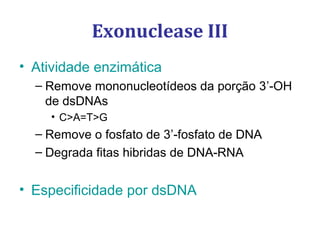 Exonuclease III
• Atividade enzimática
– Remove mononucleotídeos da porção 3’-OH
de dsDNAs
• C>A=T>G
– Remove o fosfato de 3’-fosfato de DNA
– Degrada fitas hibridas de DNA-RNA
• Especificidade por dsDNA
 