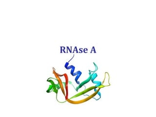 RNAse A
 