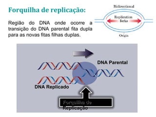 DNA ReplicadoDNA Replicado
DNA ParentalDNA Parental
Forquilha deForquilha de
ReplicaçãoReplicação
Forquilha de replicação:
Região do DNA onde ocorre a
transição do DNA parental fita dupla
para as novas fitas filhas duplas.
 